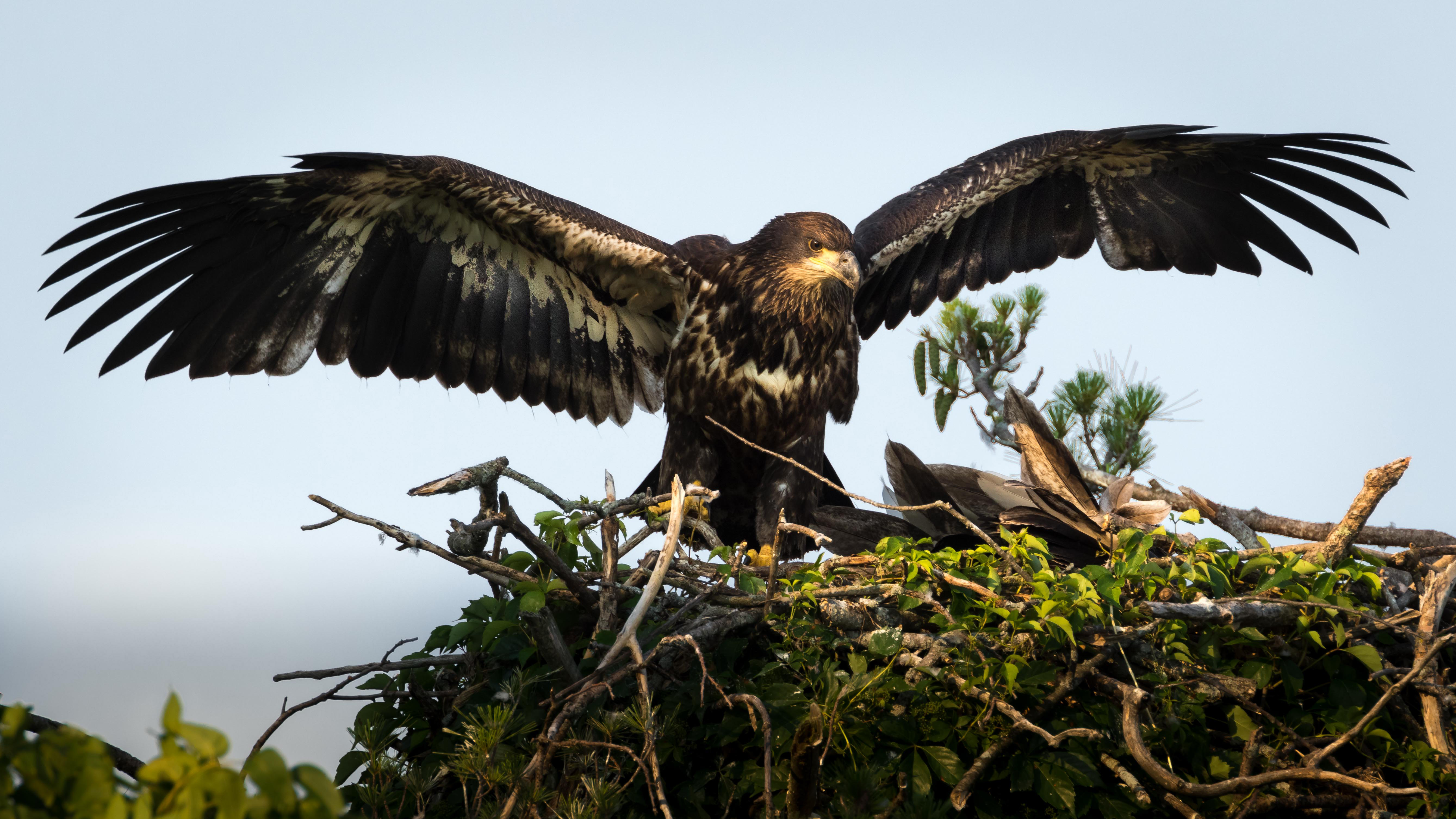 Birds of Prey