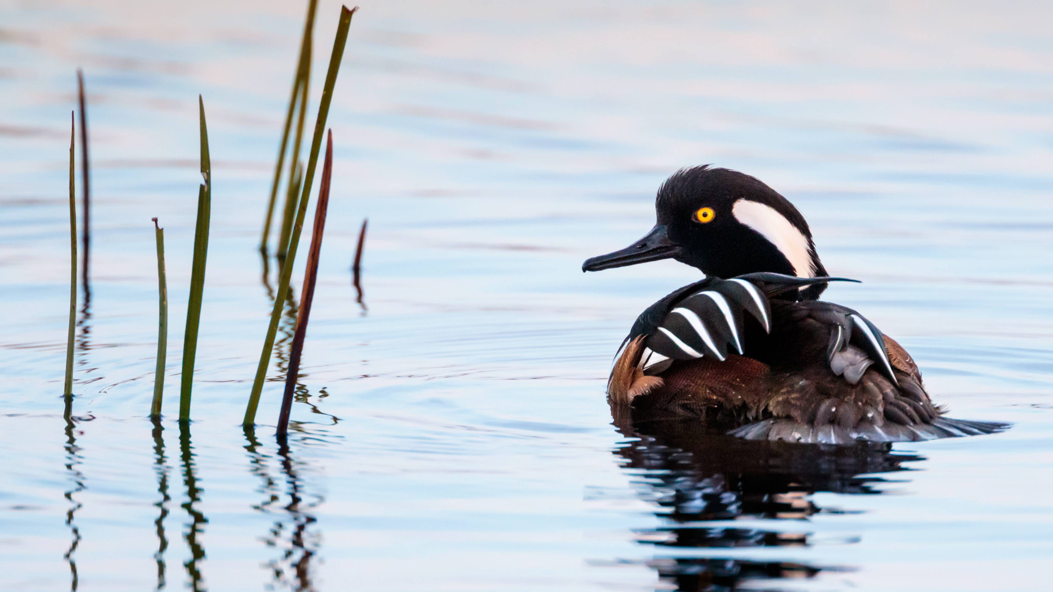 Duck Like Birds