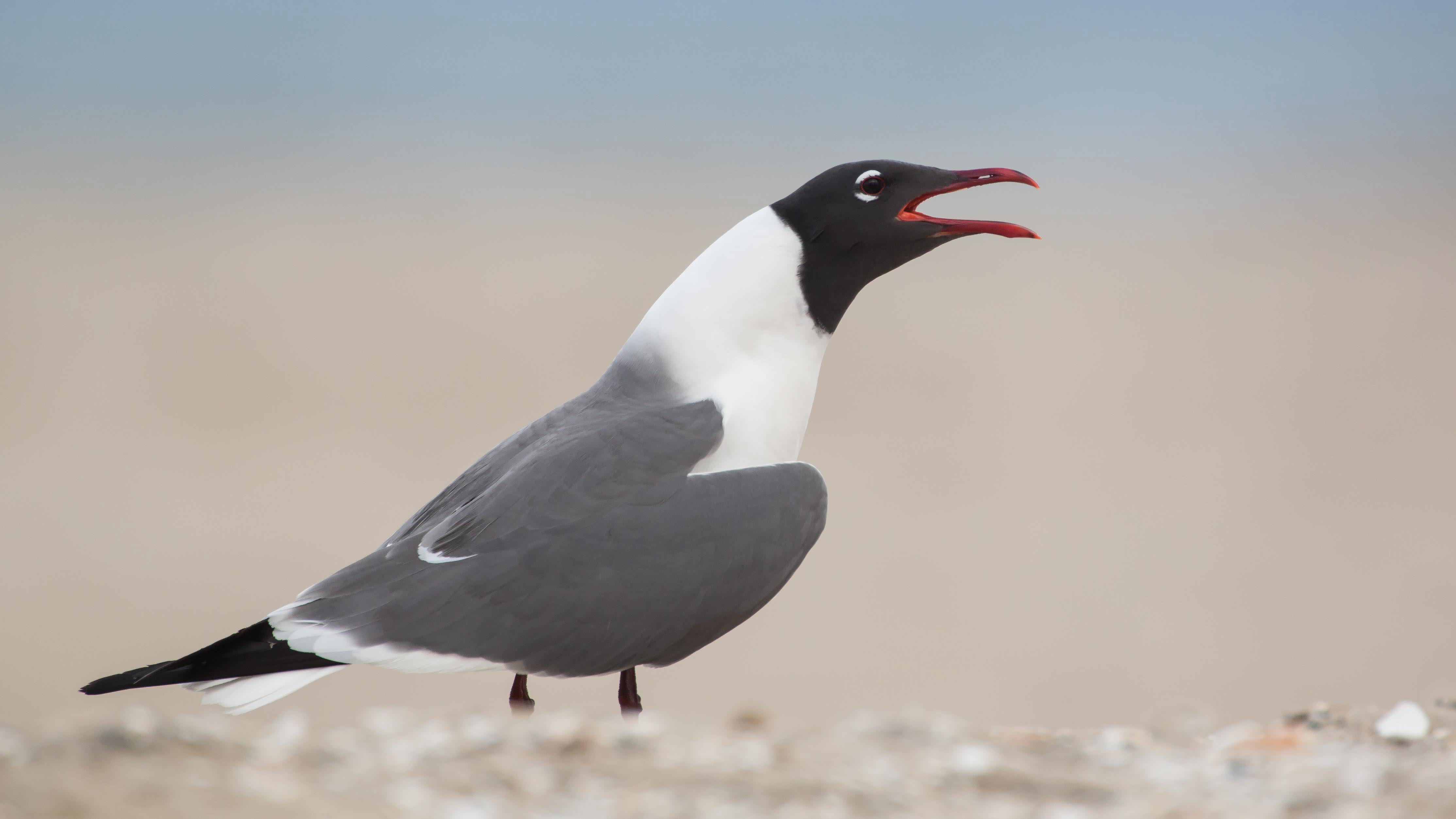 Gull Like Birds