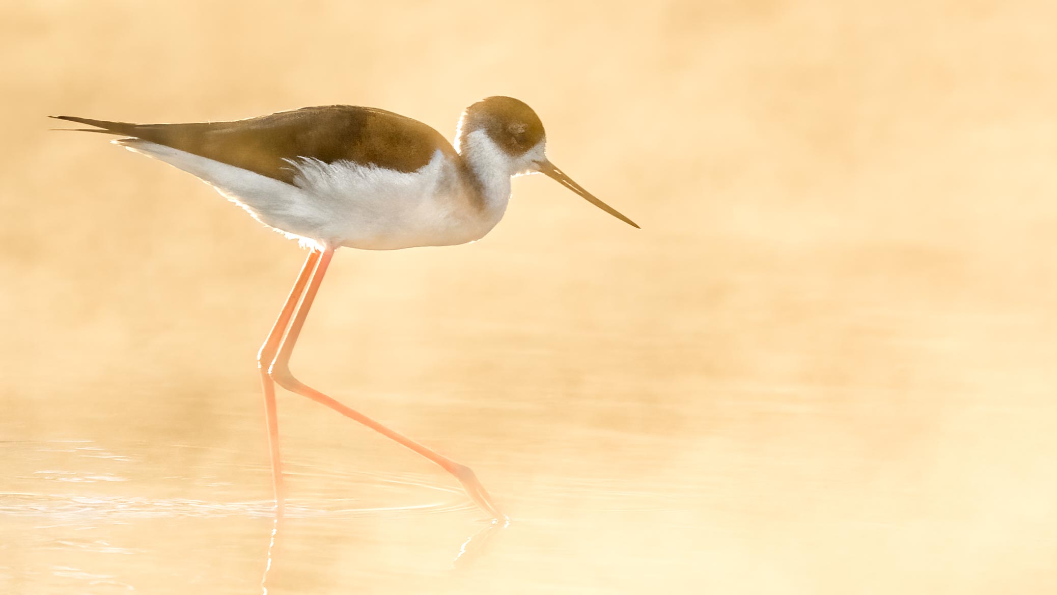 Shorebirds