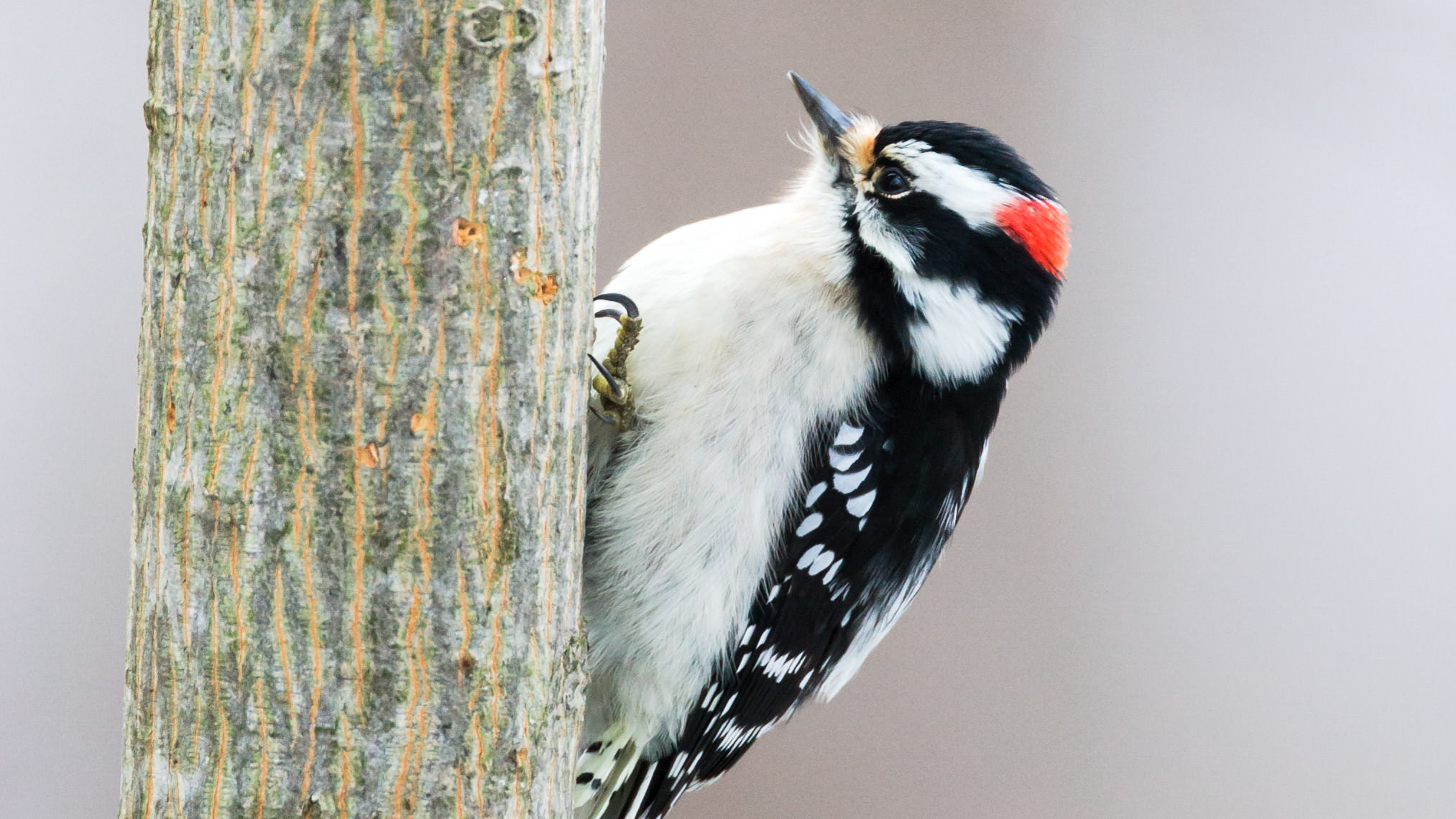 Tree Clinging Birds