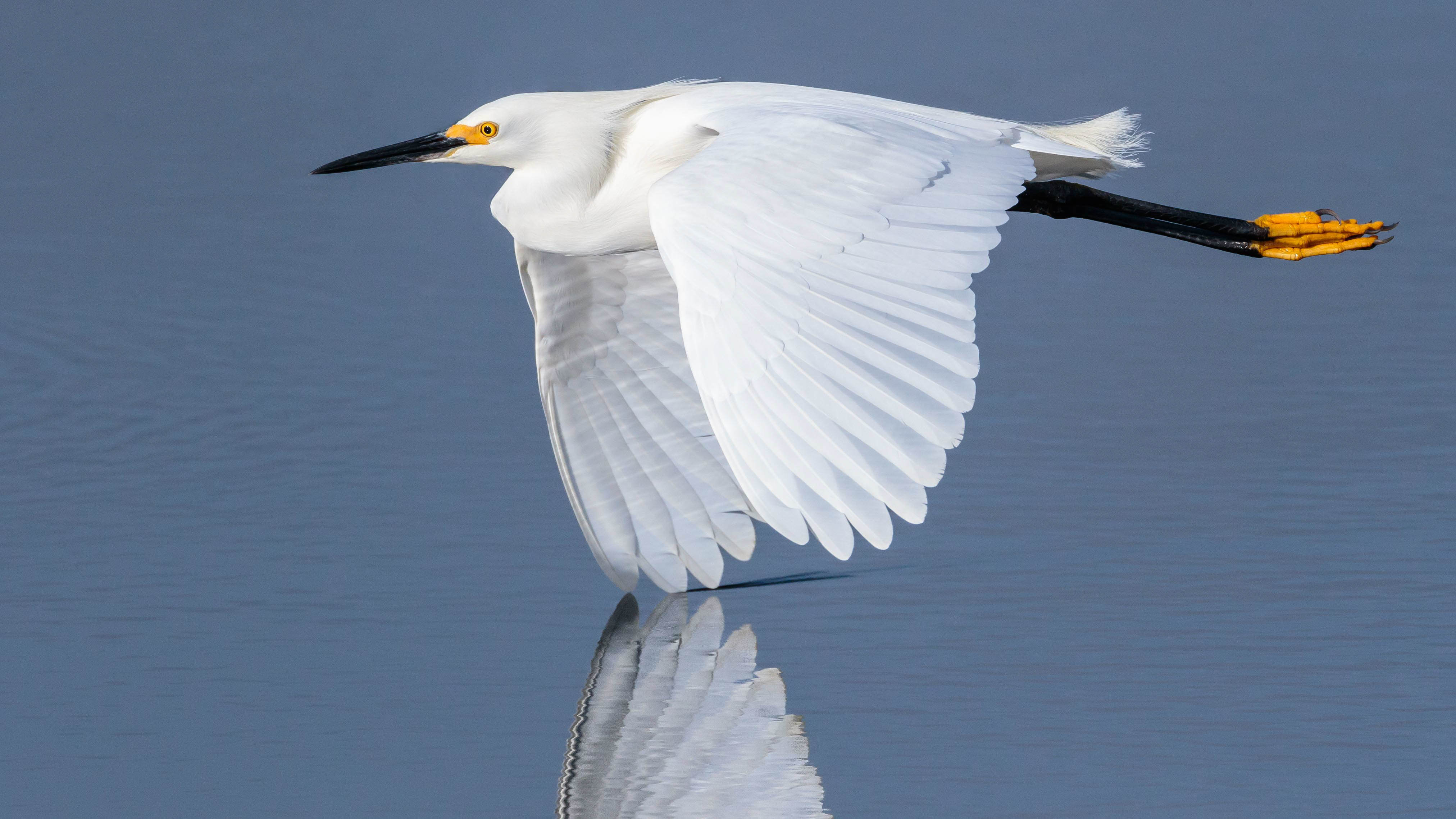 Wading Birds